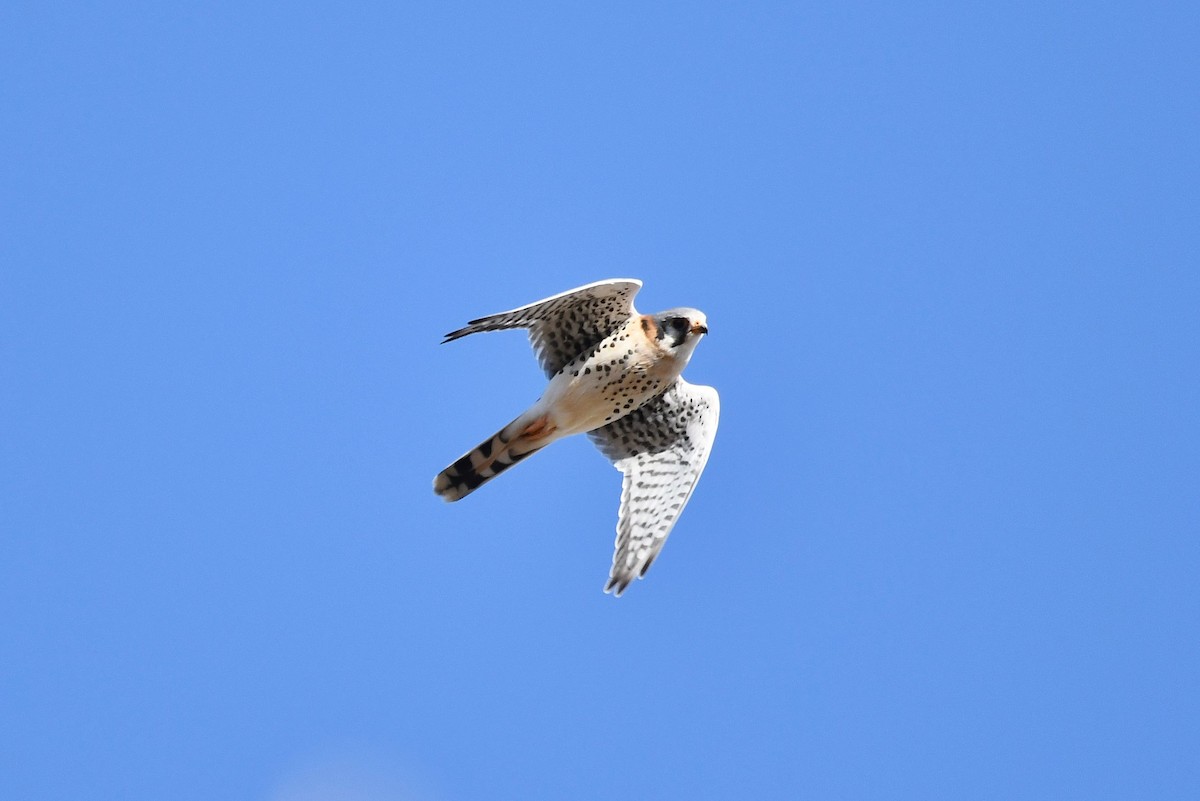 American Kestrel - ML192137261