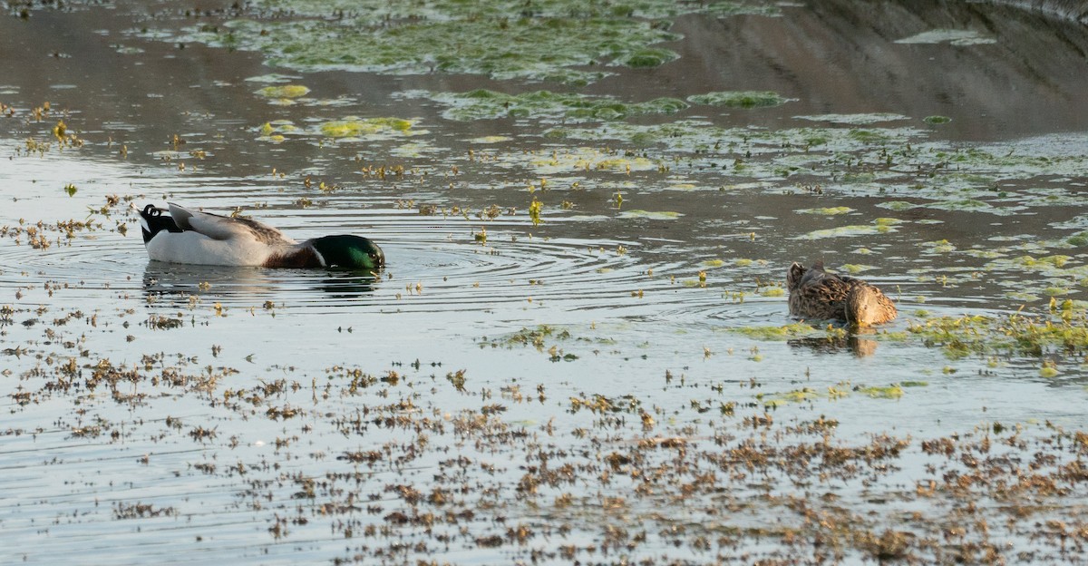 Canard colvert - ML192138111