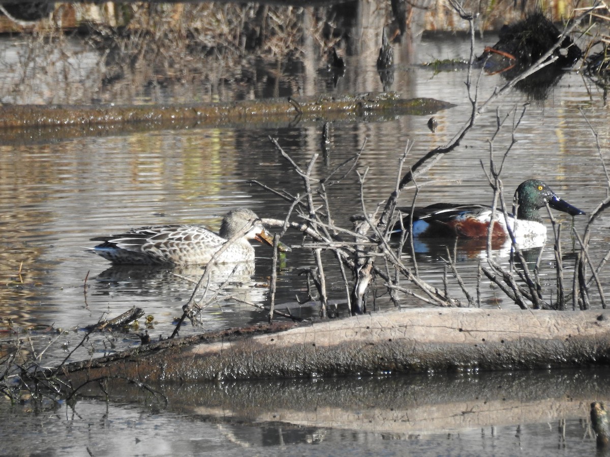 Northern Shoveler - ML192139441