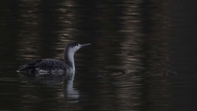 Red-throated Loon - ML192140441