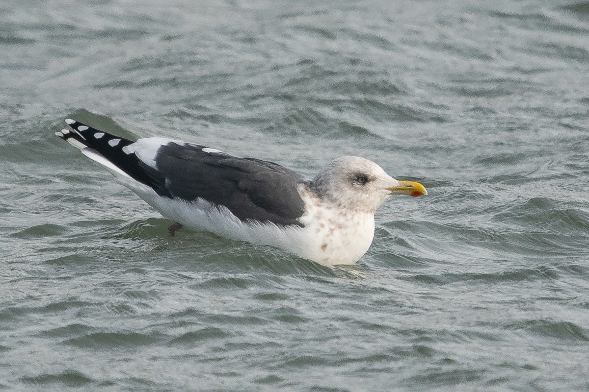 Slaty-backed Gull - Ryan Griffiths