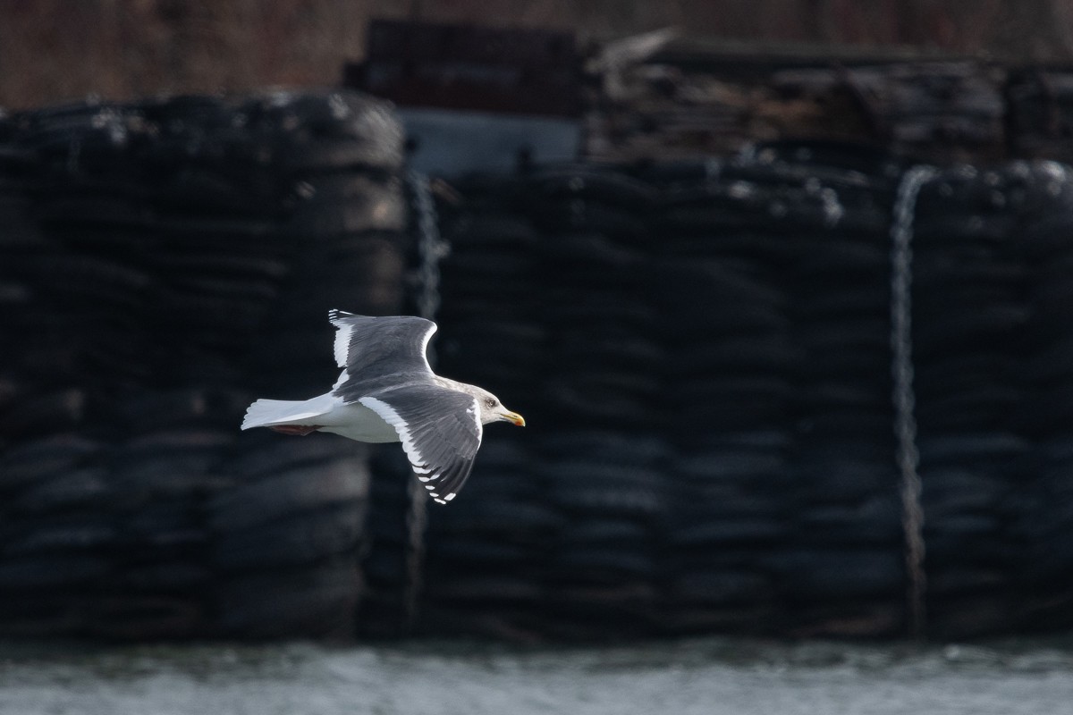 Slaty-backed Gull - Ryan Griffiths
