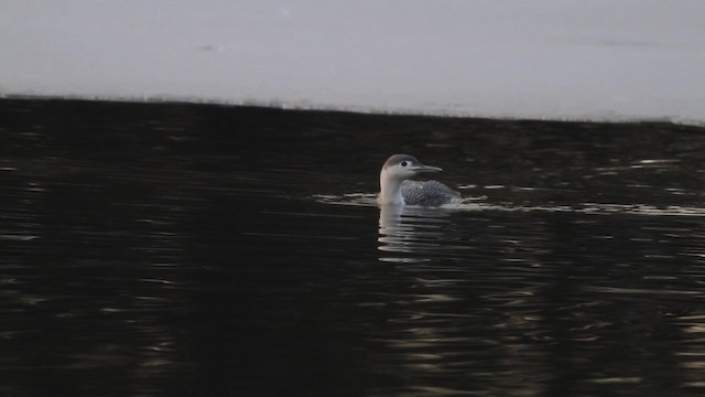 Red-throated Loon - ML192142251
