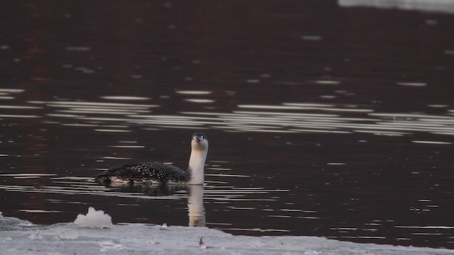 Red-throated Loon - ML192145071