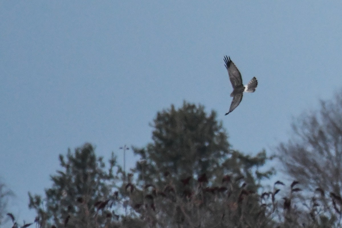 Northern Harrier - ML192146281