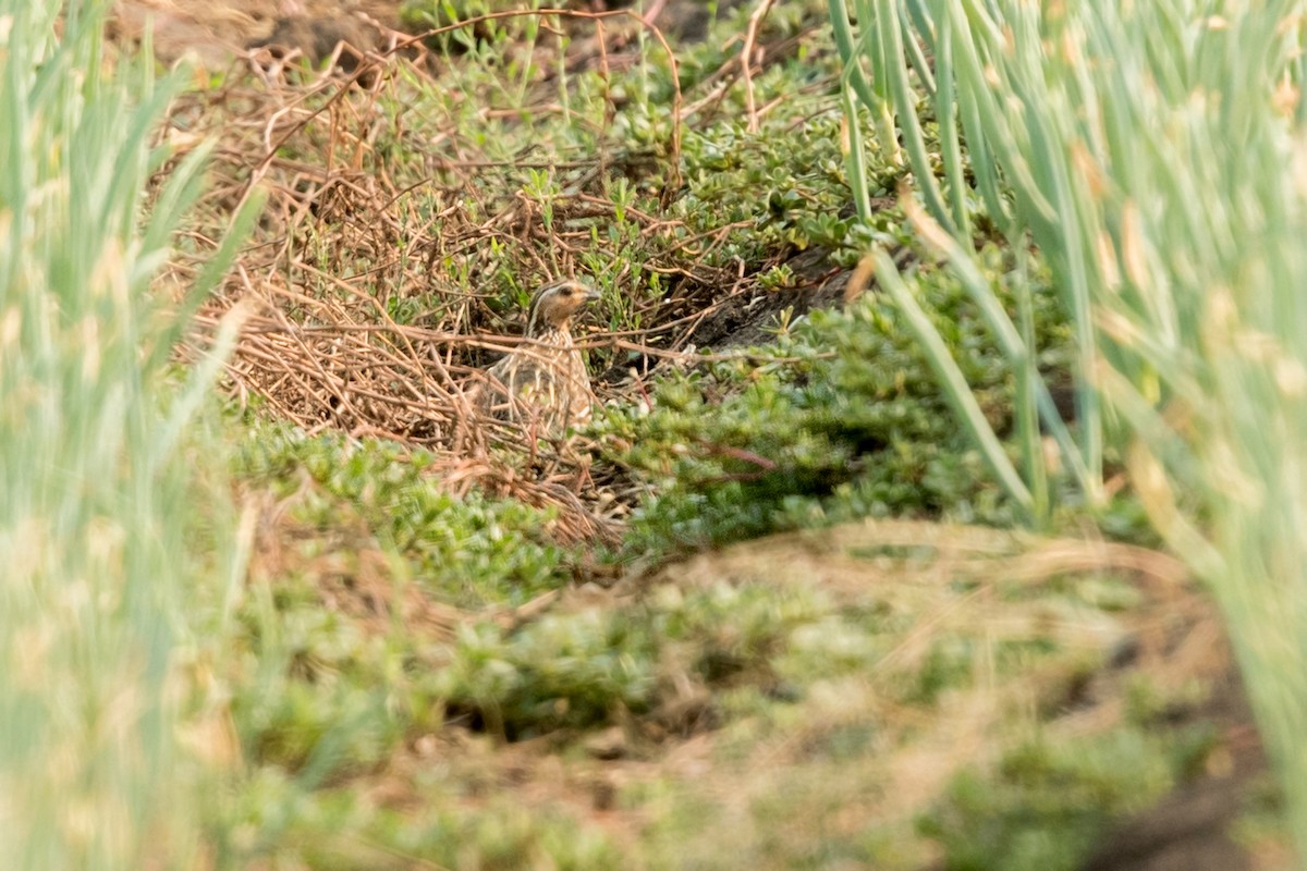 Stubble Quail - ML192149621