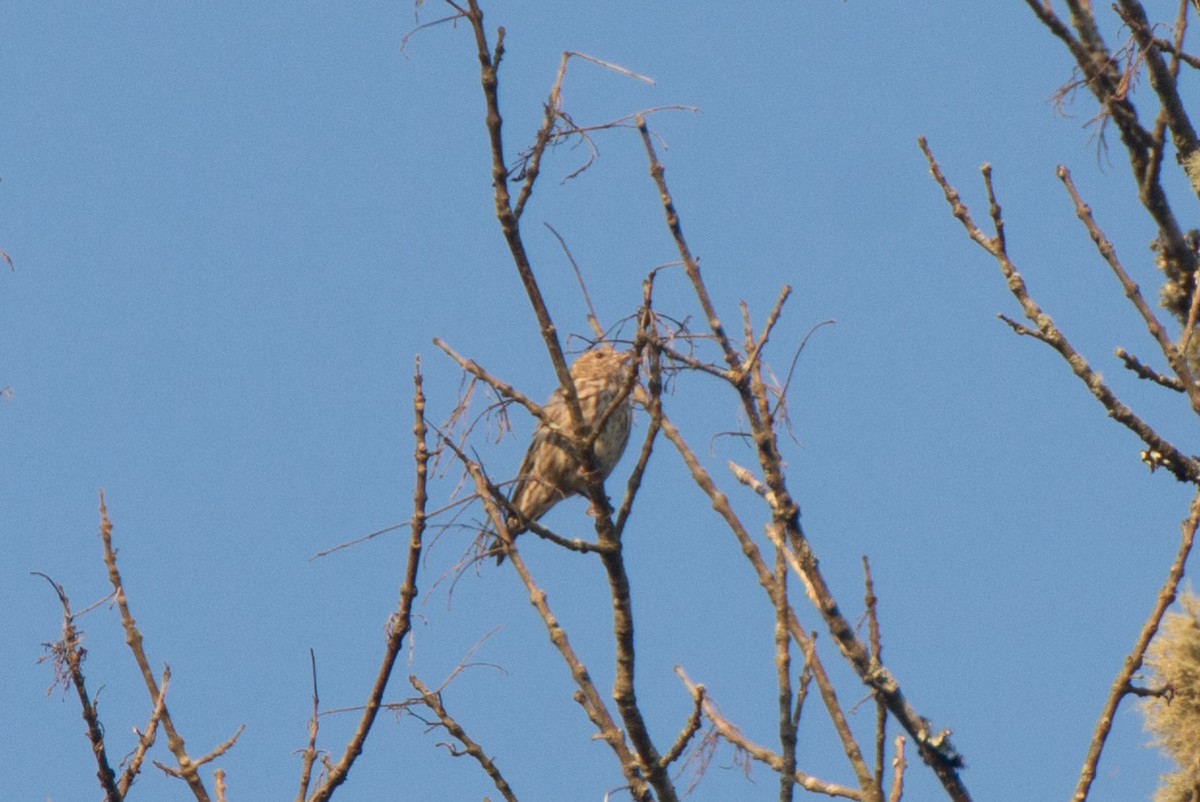 Pine Siskin - ML192151121