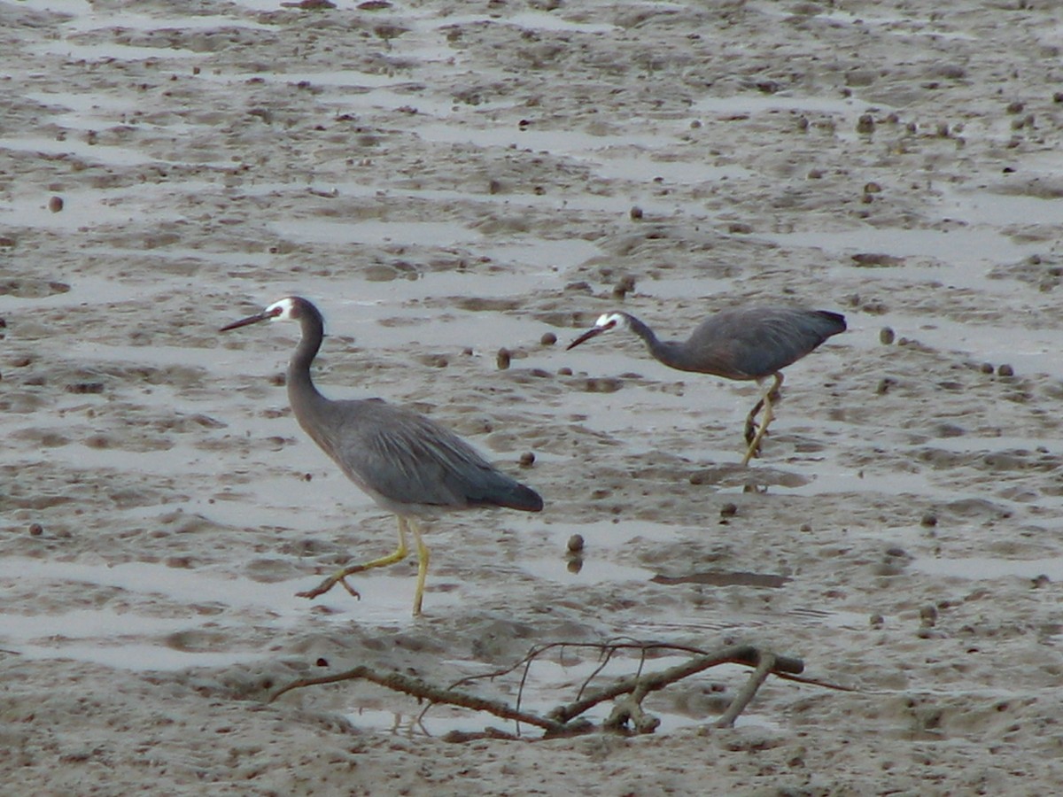 White-faced Heron - ML192155171