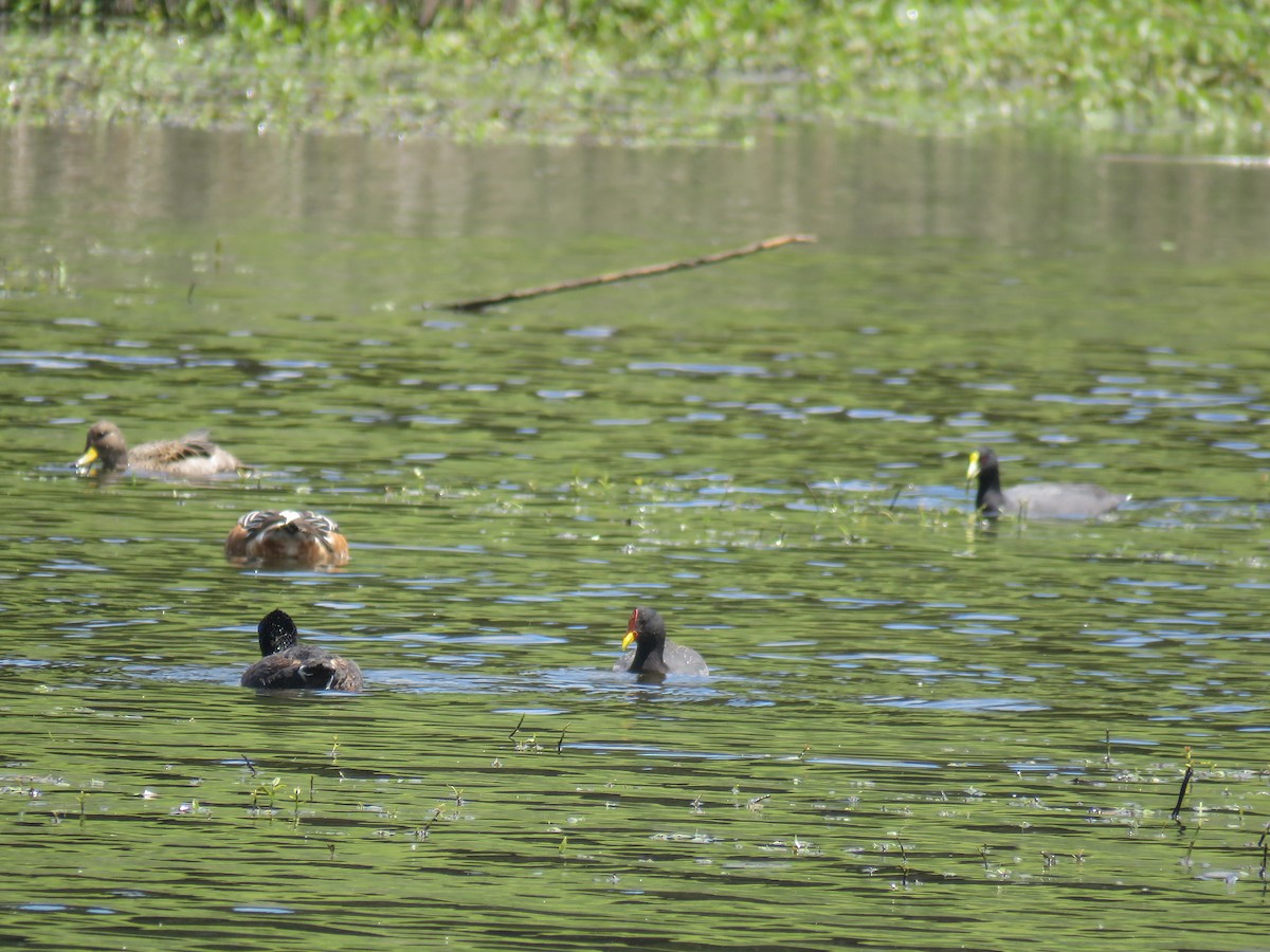 Red-fronted Coot - ML192156471