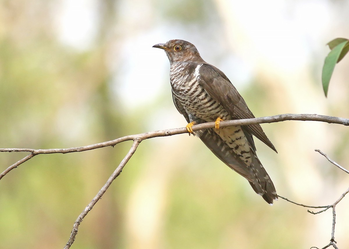 Oriental Cuckoo - Stephen Murray
