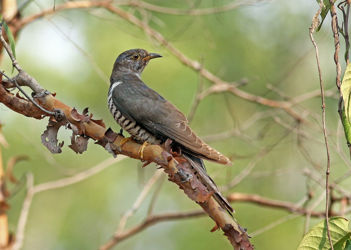 Oriental Cuckoo - Stephen Murray