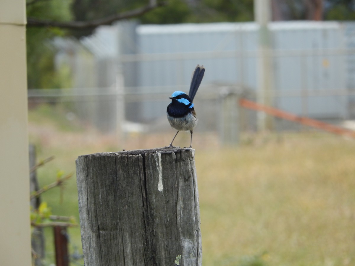 Superb Fairywren - ML192156871