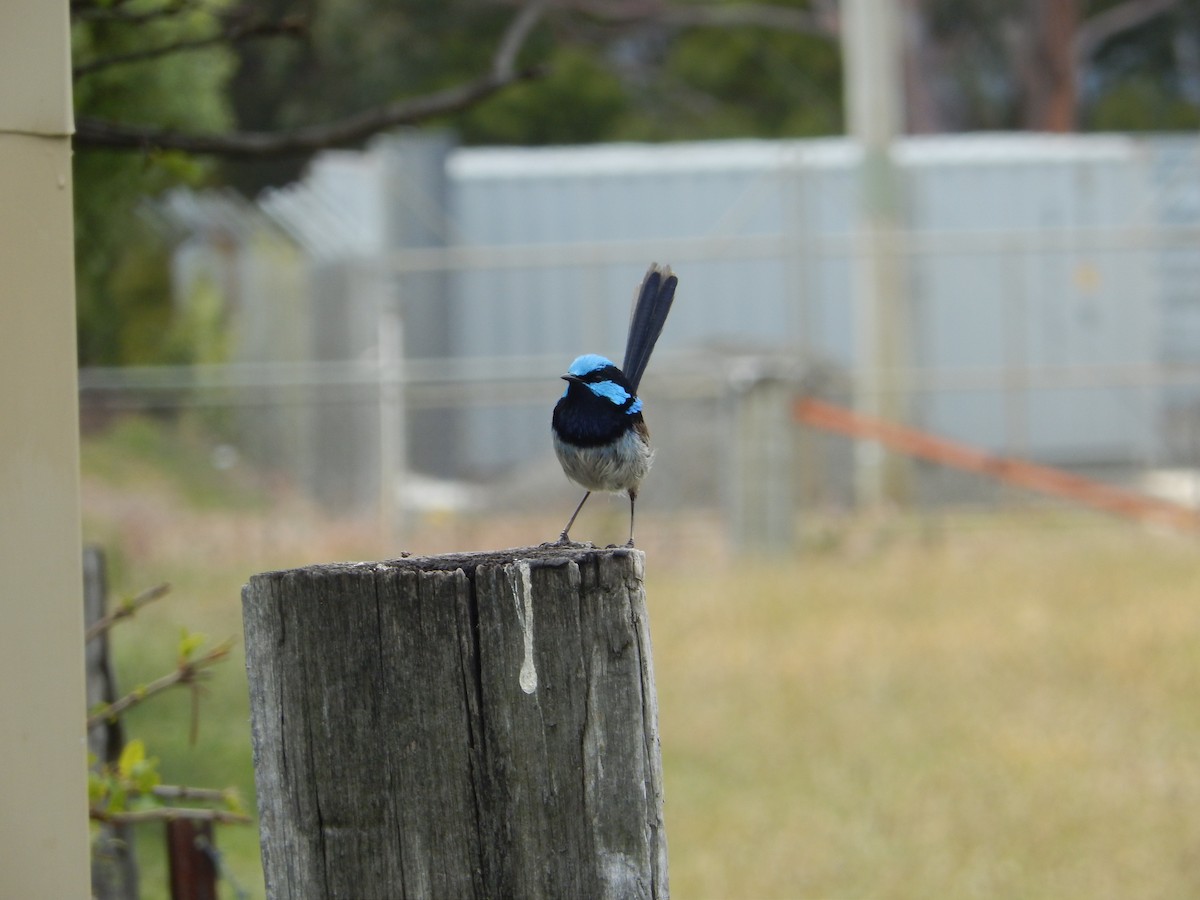 Superb Fairywren - ML192156881