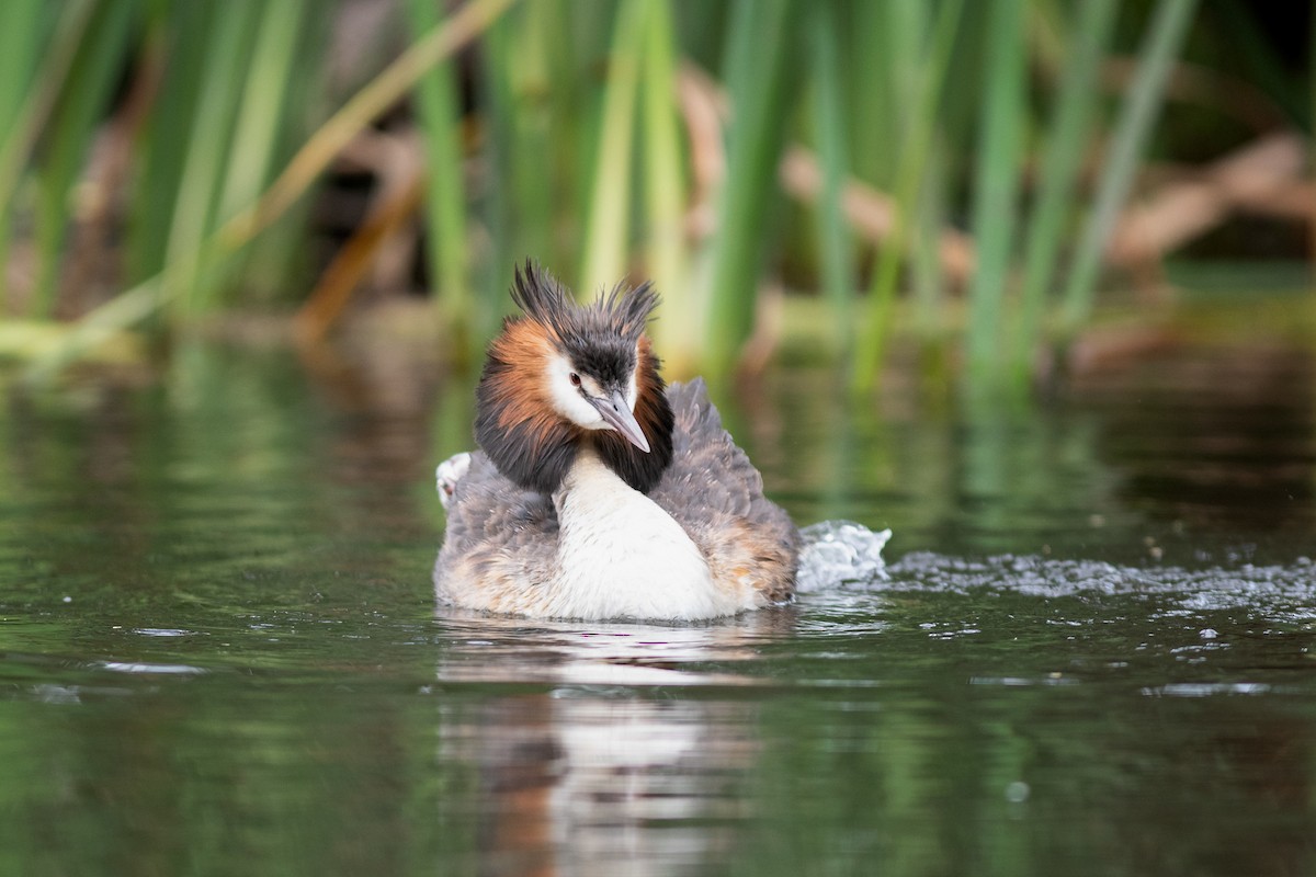 Great Crested Grebe - Charles Thomas