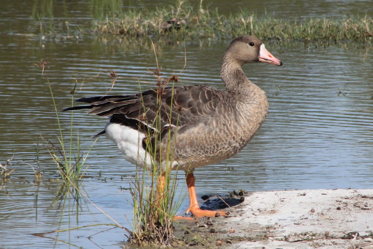 Greater White-fronted Goose - ML192161901