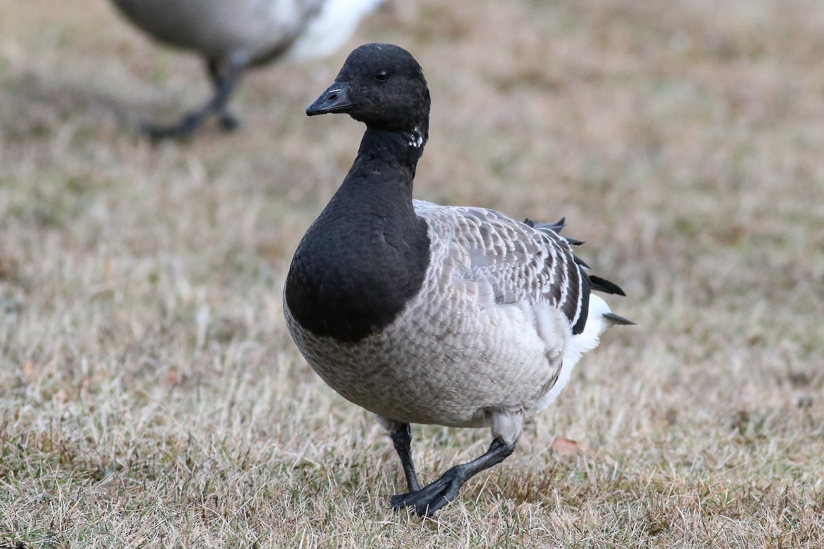 Barnacla Carinegra (hrota) - ML192162221