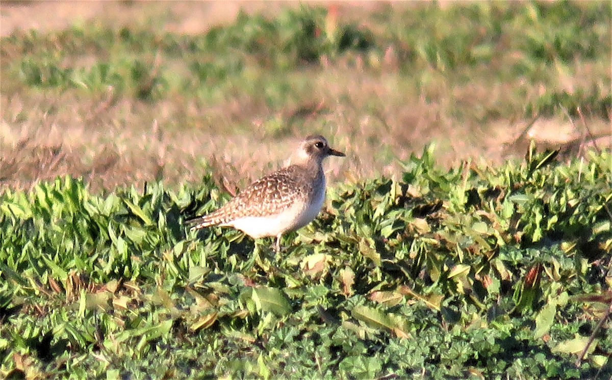 Black-bellied Plover - ML192162271