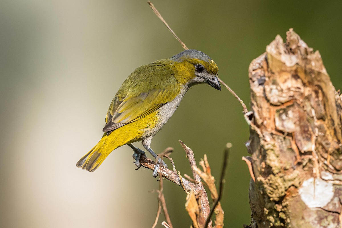 Golden-bellied Euphonia - ML192164481