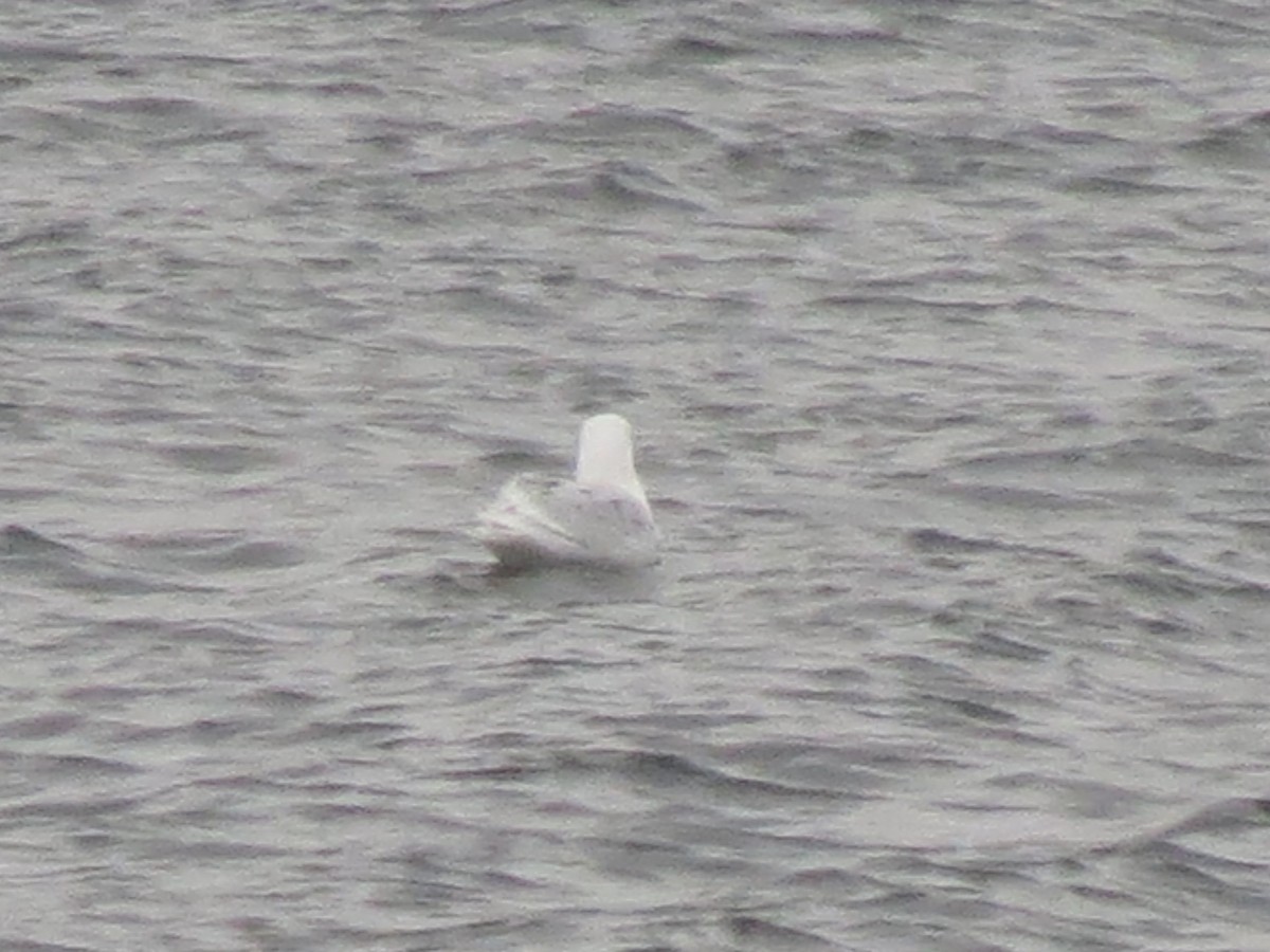 Glaucous Gull - ML192165451