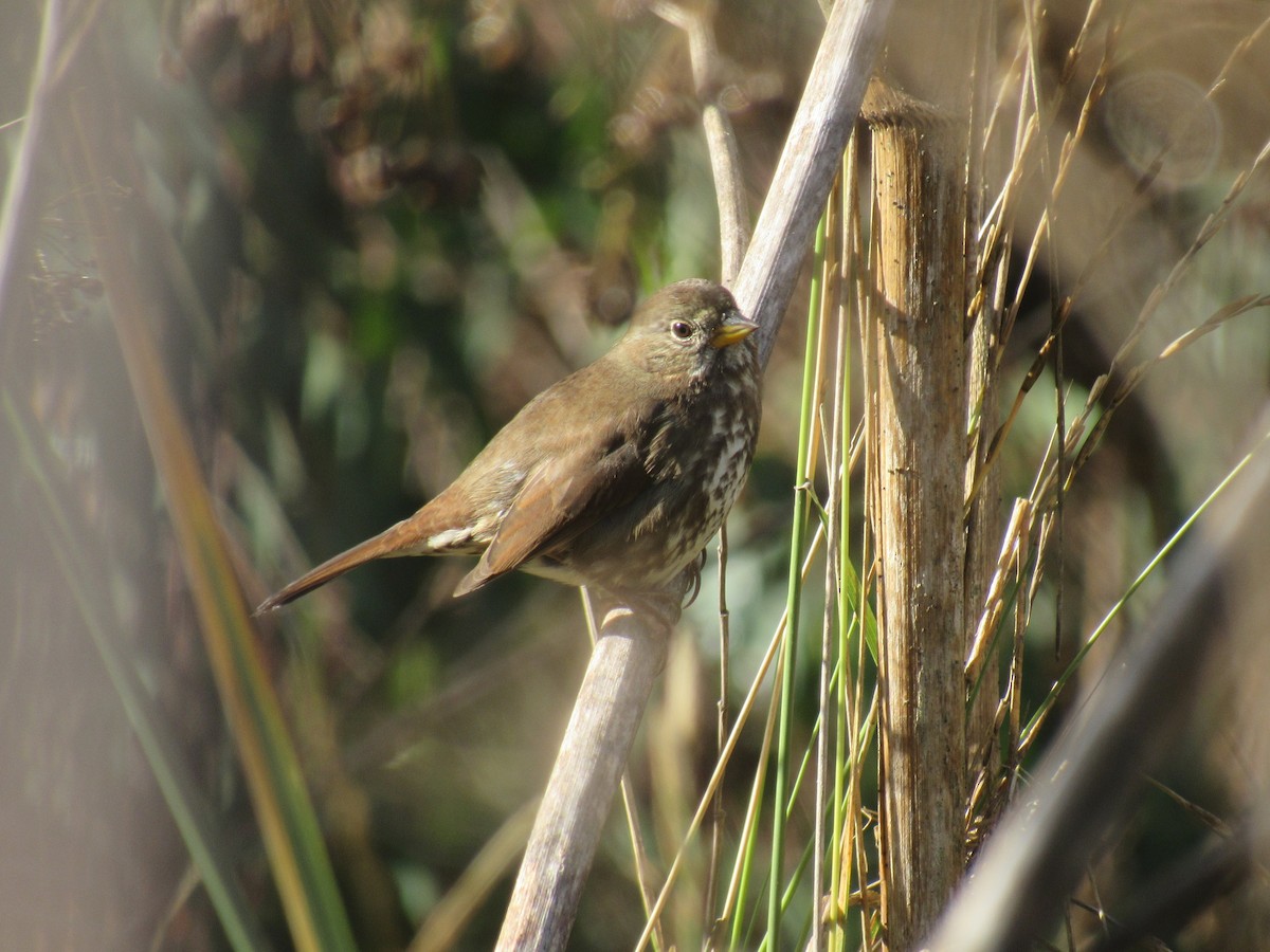 Fox Sparrow - karen pinckard