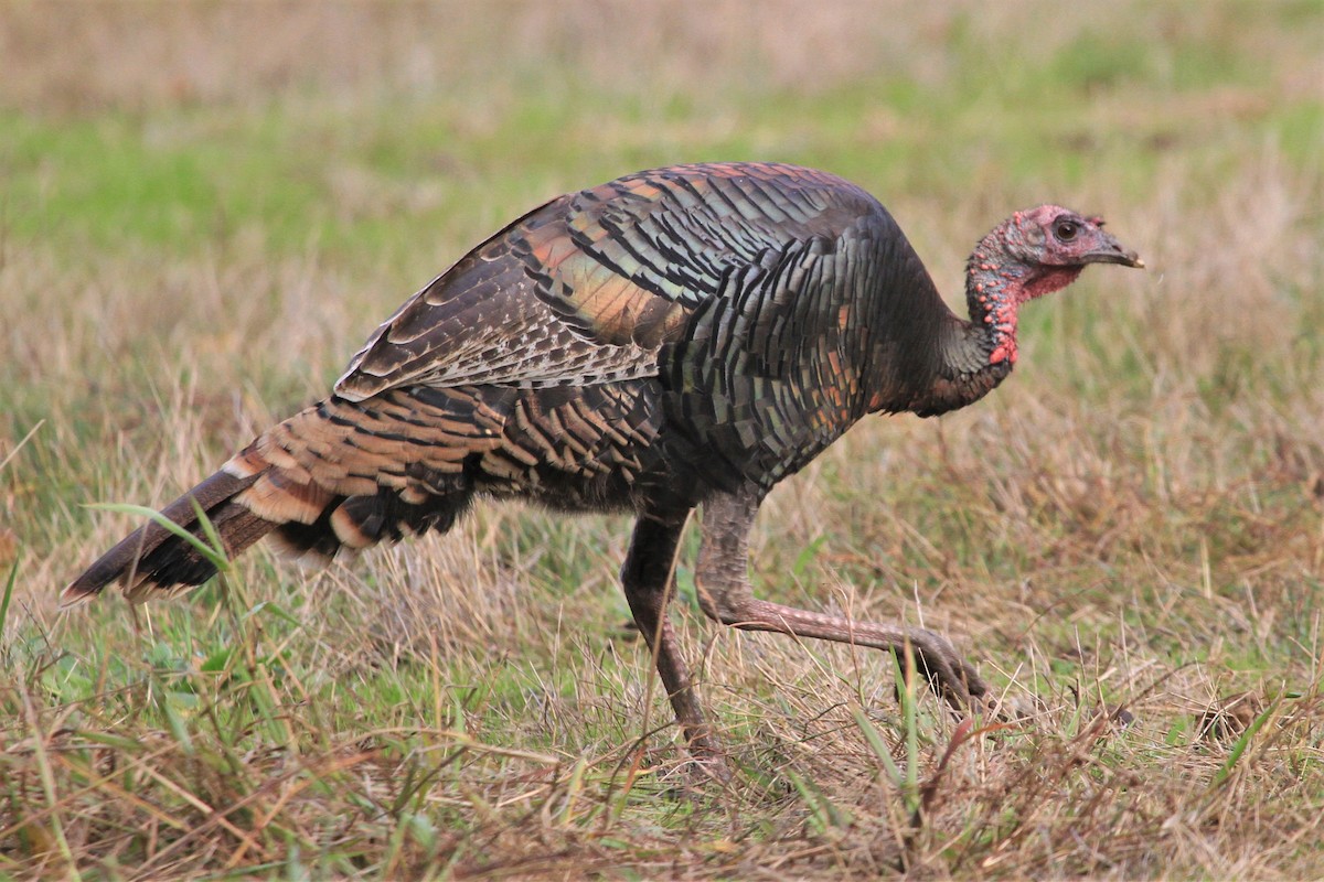 Wild Turkey - Kent Forward