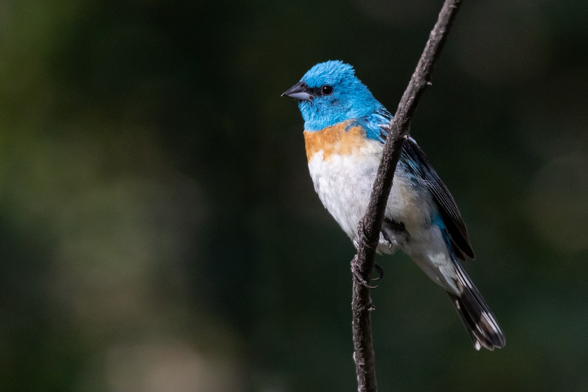 Lazuli Bunting - ML192170311