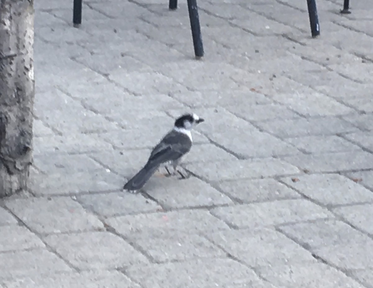 Canada Jay - ML192171541