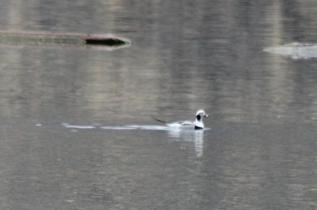 Long-tailed Duck - ML192173531