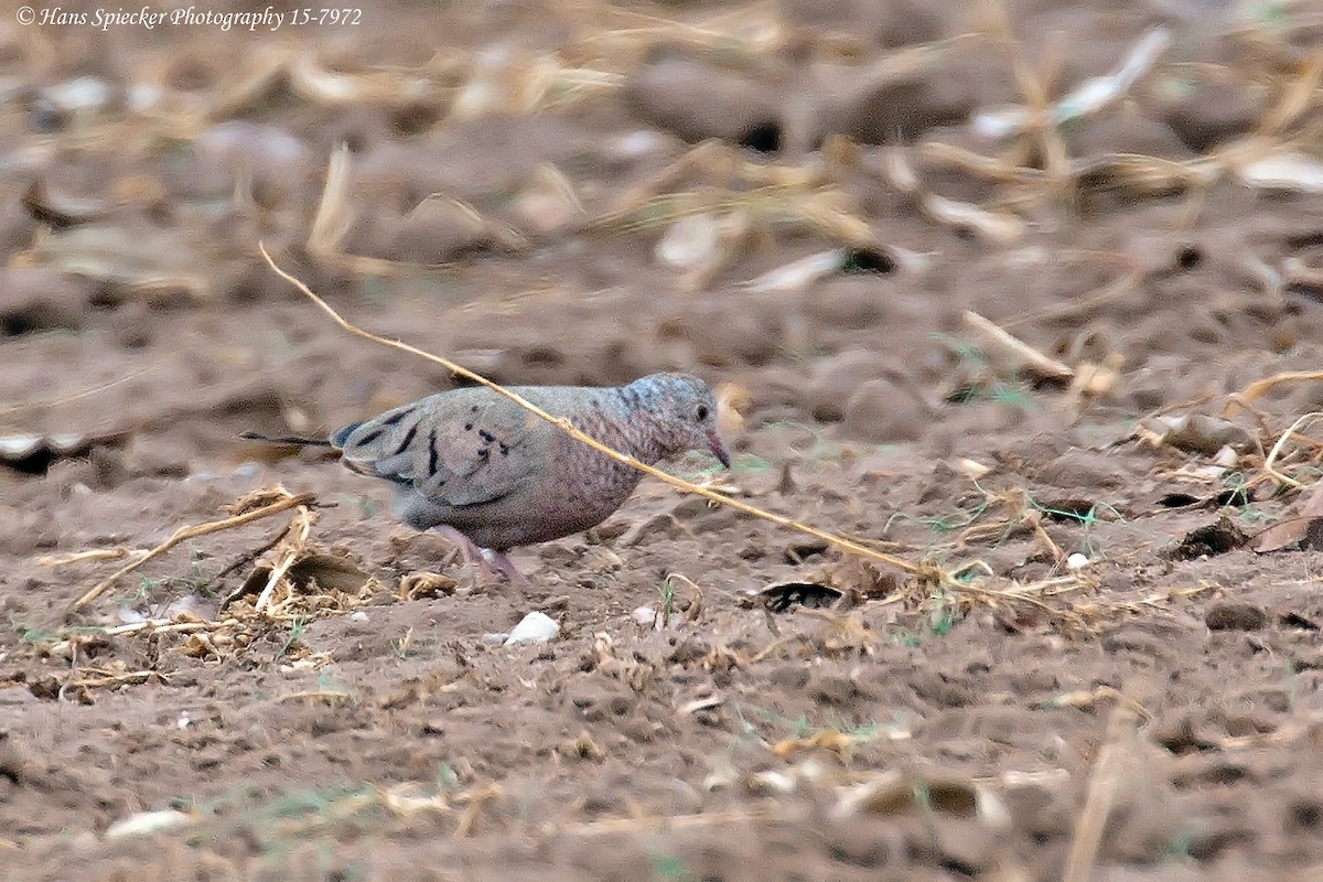 Common Ground Dove - ML192173561