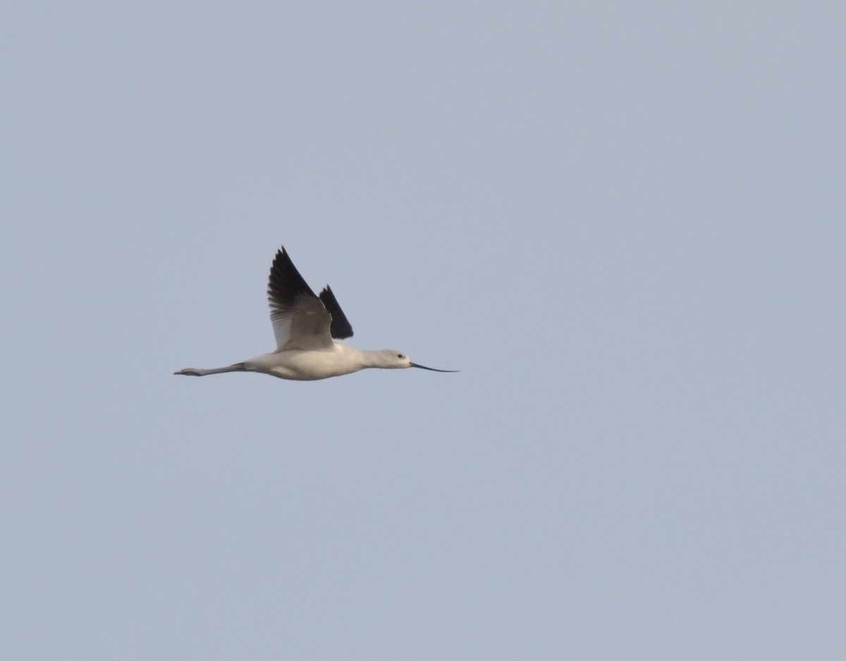 American Avocet - ML192174771