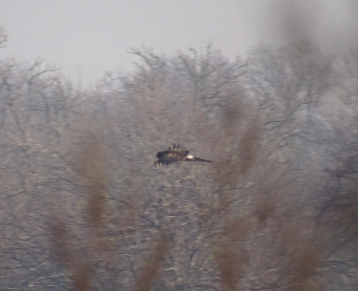 Northern Harrier - ML192175591