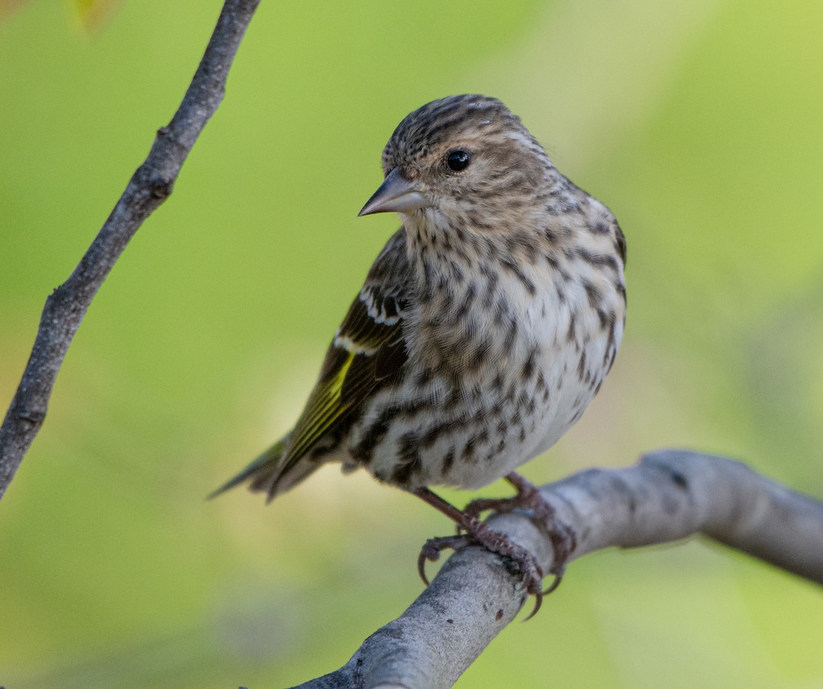 Pine Siskin - ML192175801