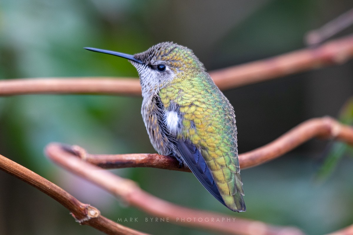 Anna's Hummingbird - ML192175961