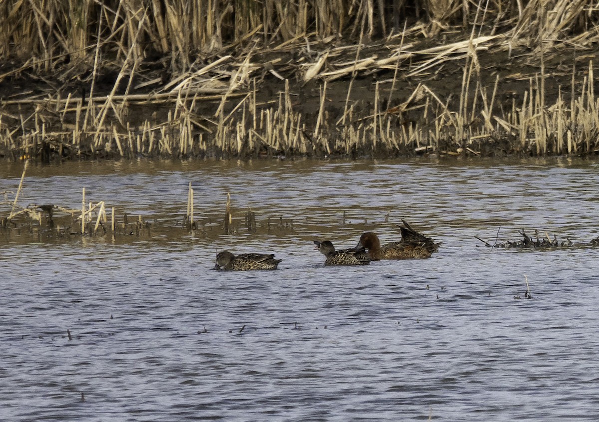 Cinnamon Teal - ML192176081