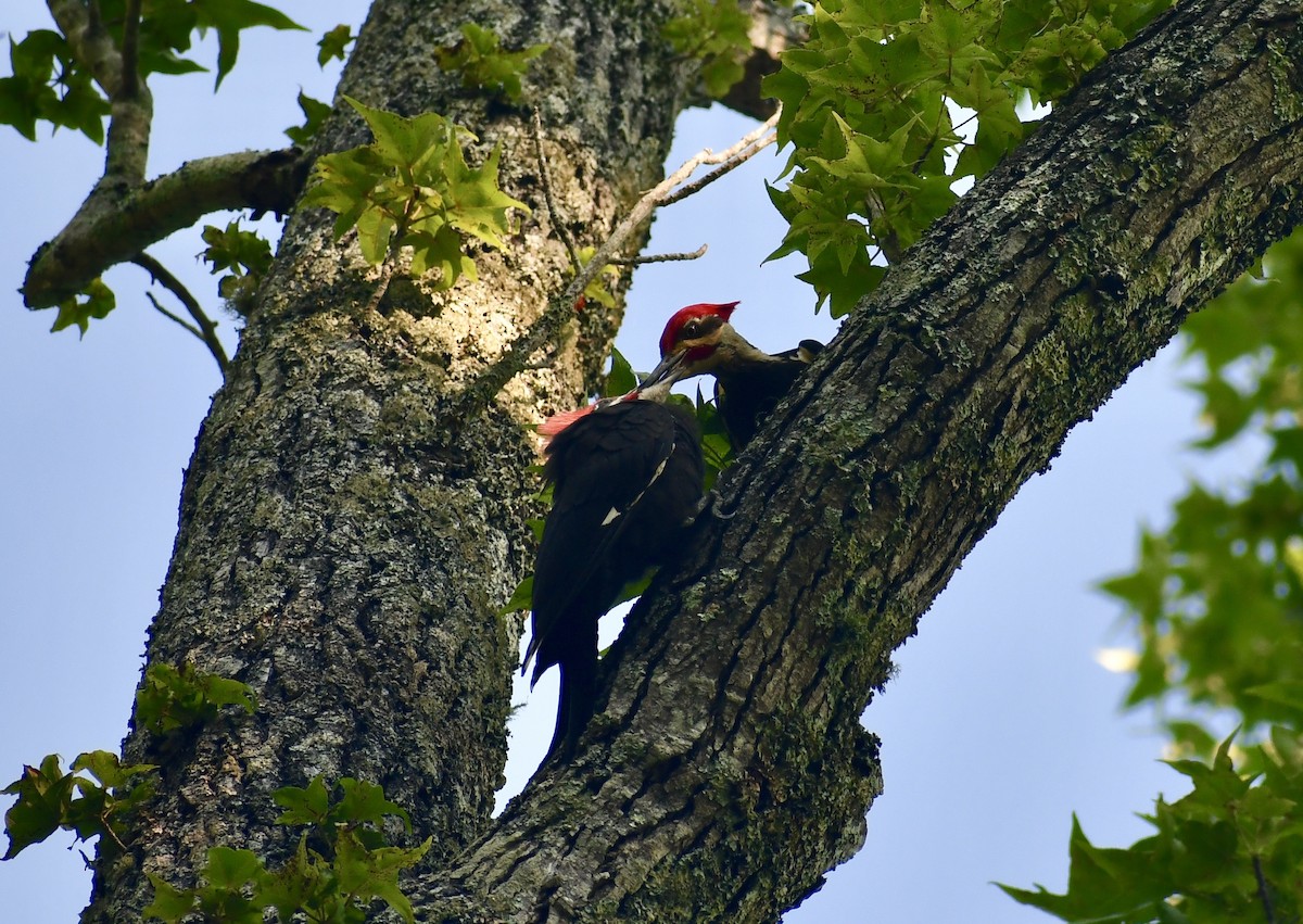 Pileated Woodpecker - ML192176271