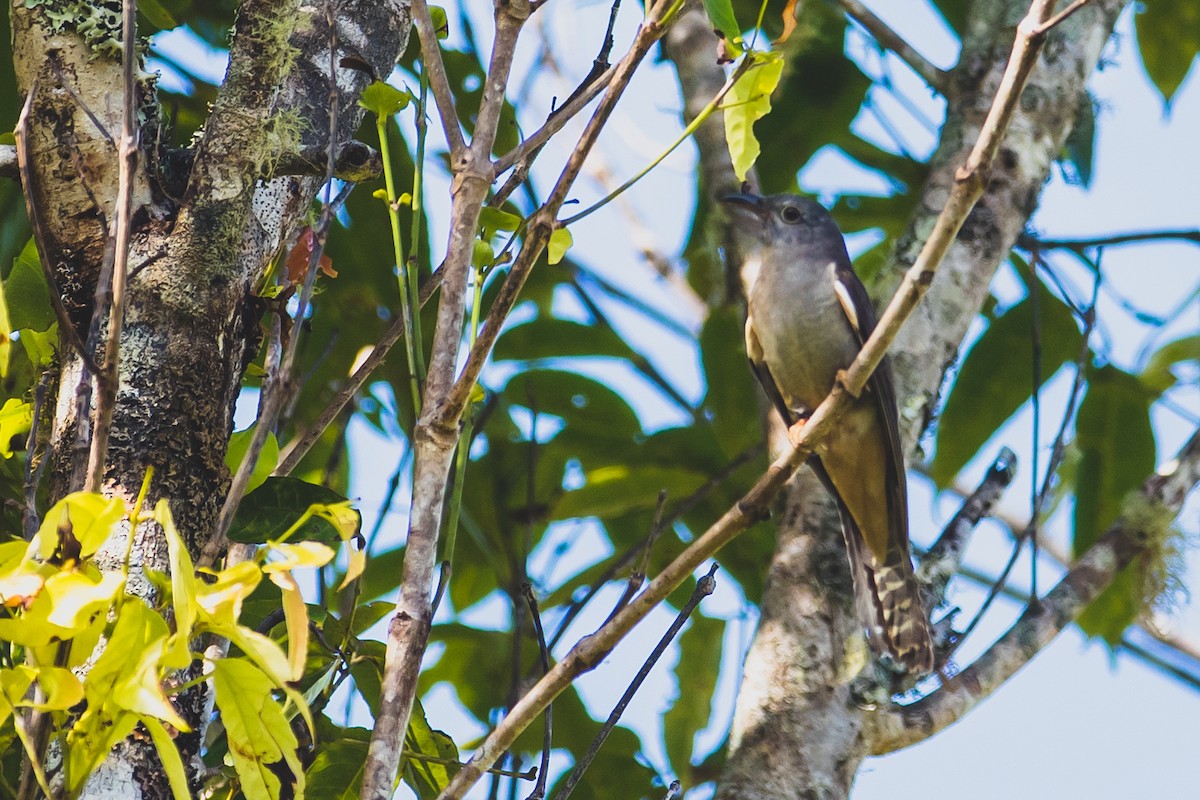 Brush Cuckoo - ML192176571