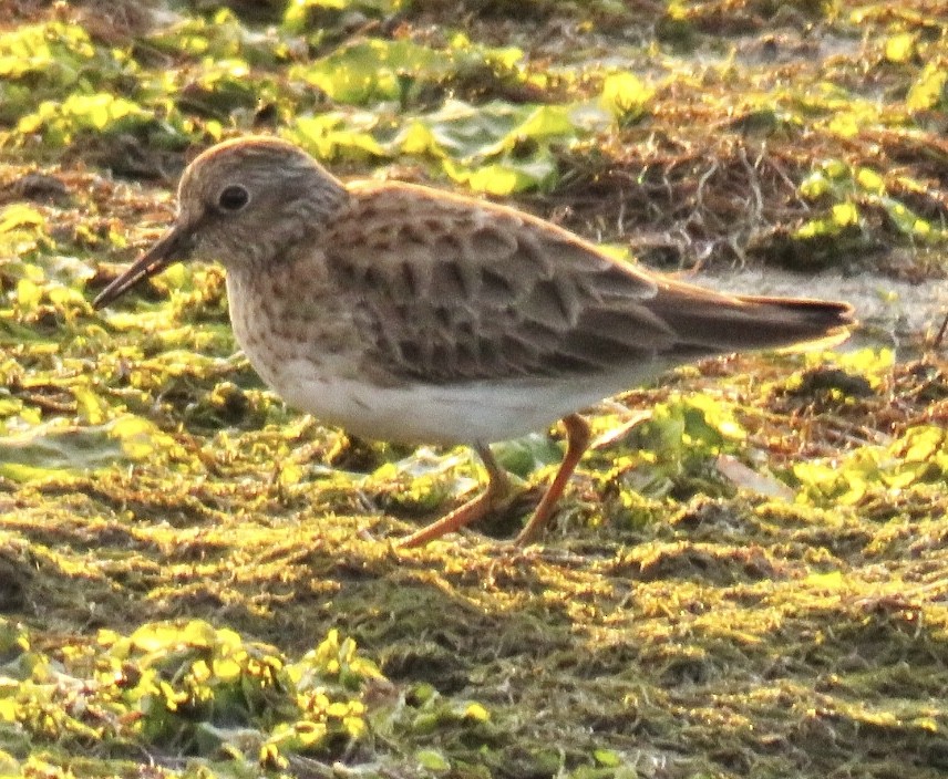 Least Sandpiper - Nancy Salem