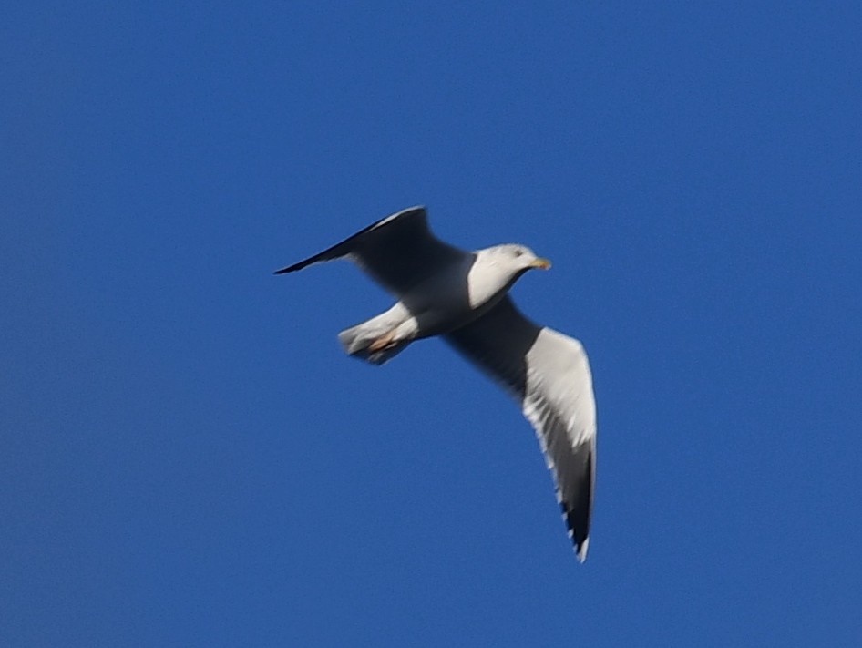 Great Black-backed Gull - ML192179331