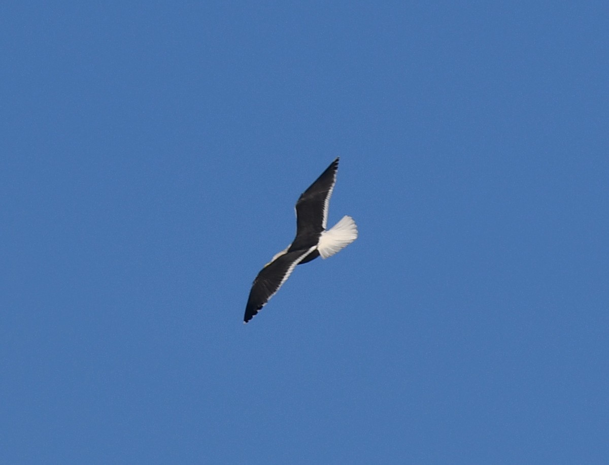 Great Black-backed Gull - ML192179341