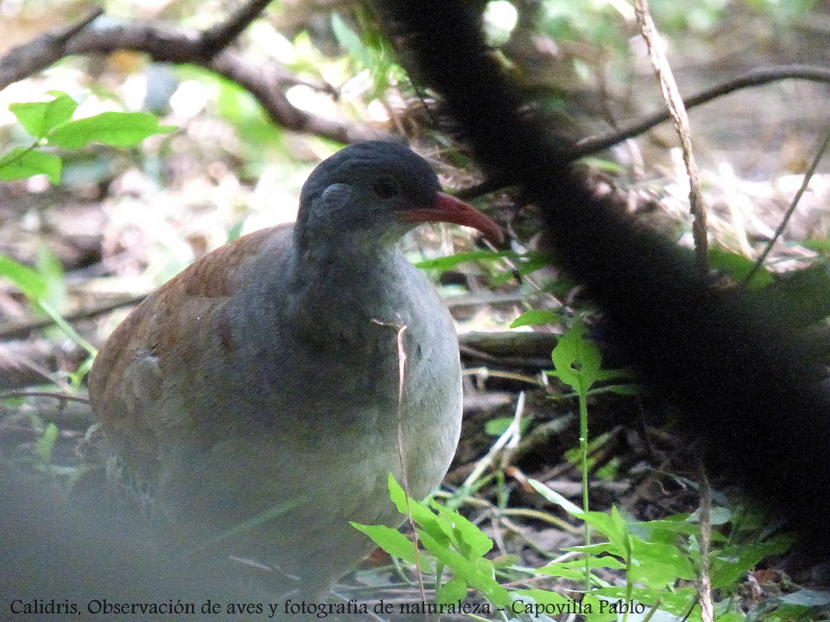 Tataupa Tinamou - ML192179701