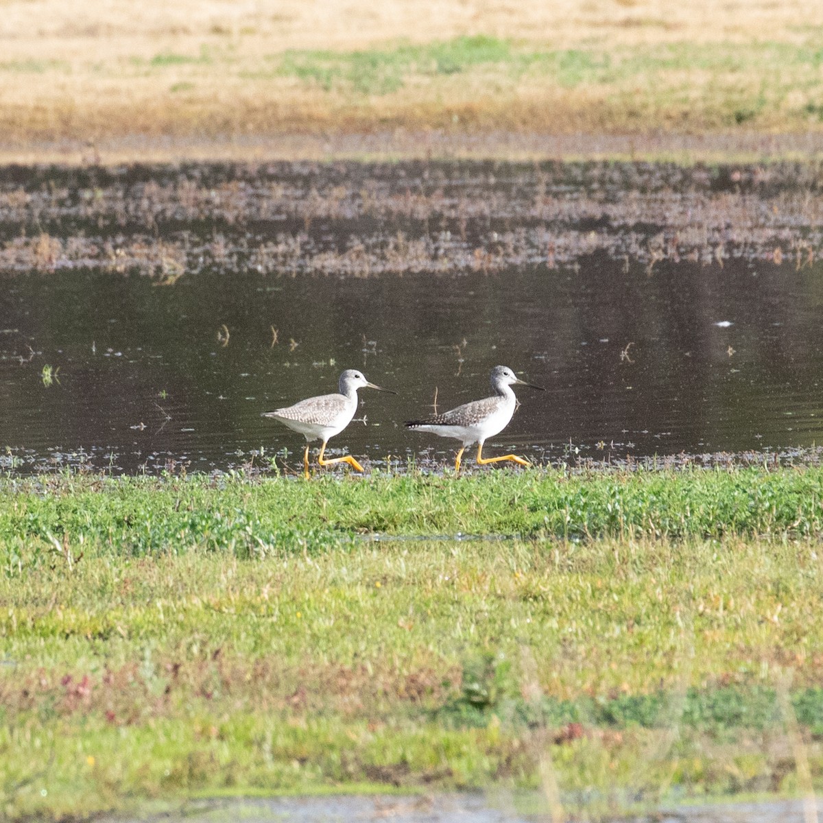 Greater Yellowlegs - ML192181921