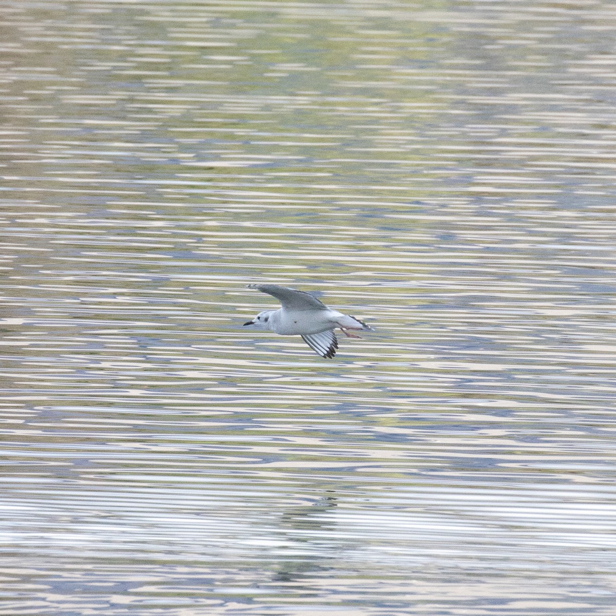 Mouette de Bonaparte - ML192181981