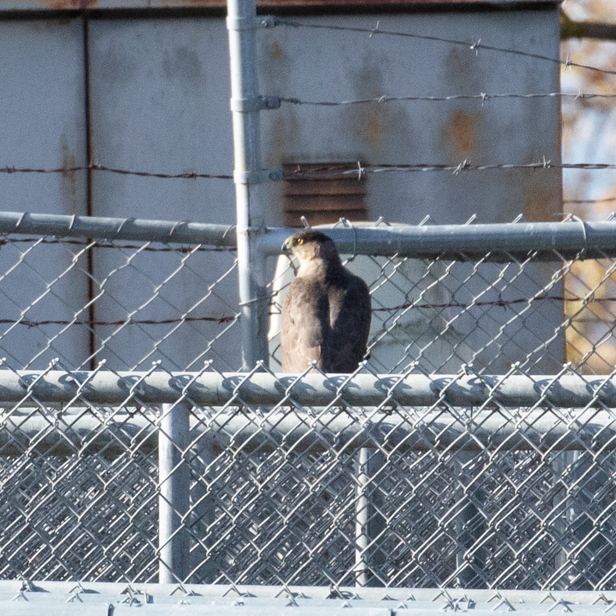 Cooper's Hawk - John Hurley