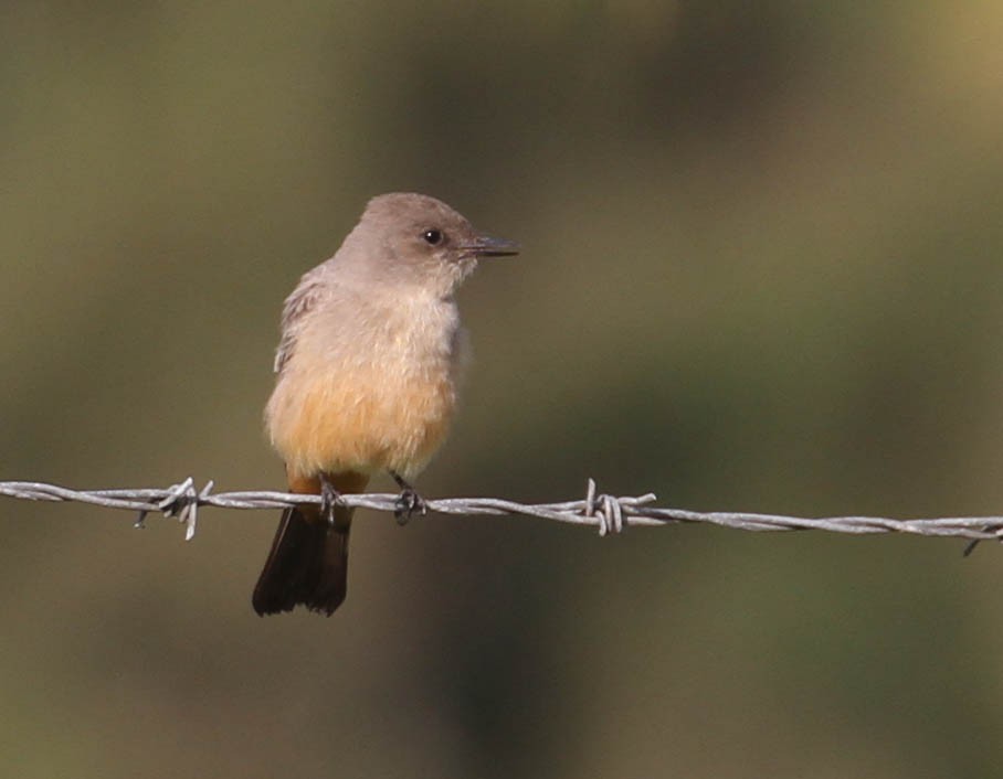 Say's Phoebe - ML192182271