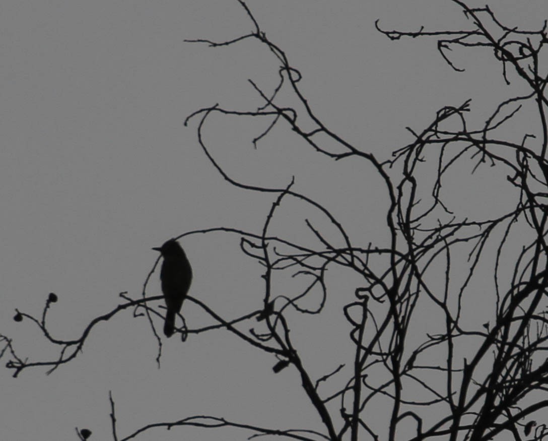 Greater Pewee - Tracy Drake