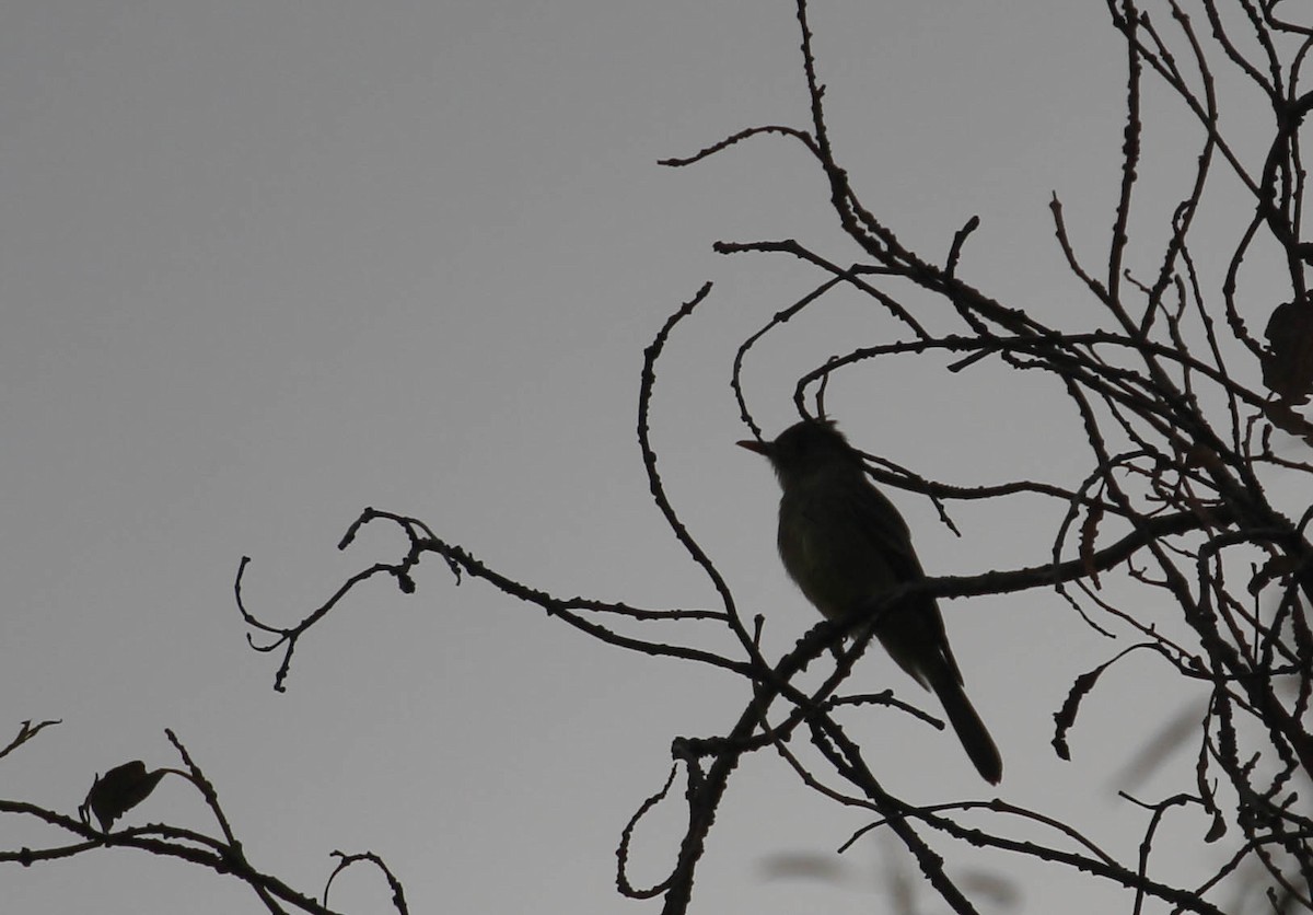 Greater Pewee - Tracy Drake