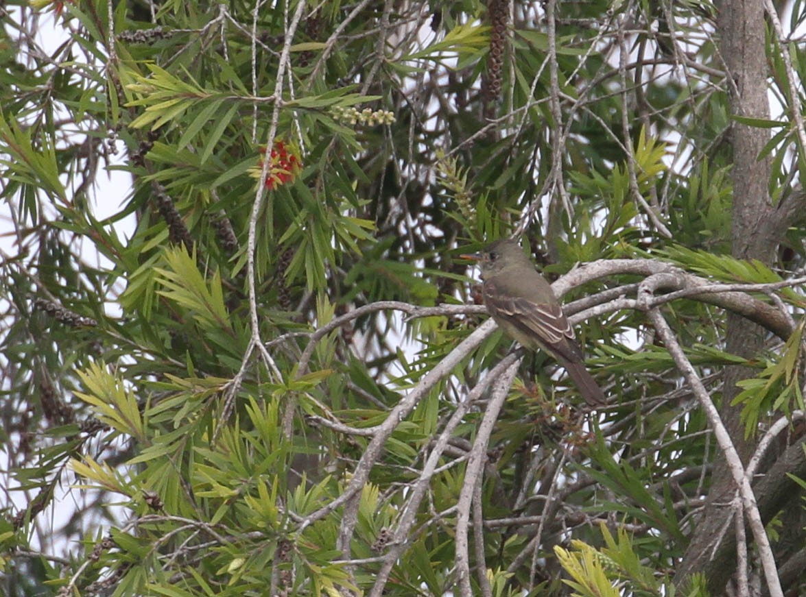 Greater Pewee - Tracy Drake