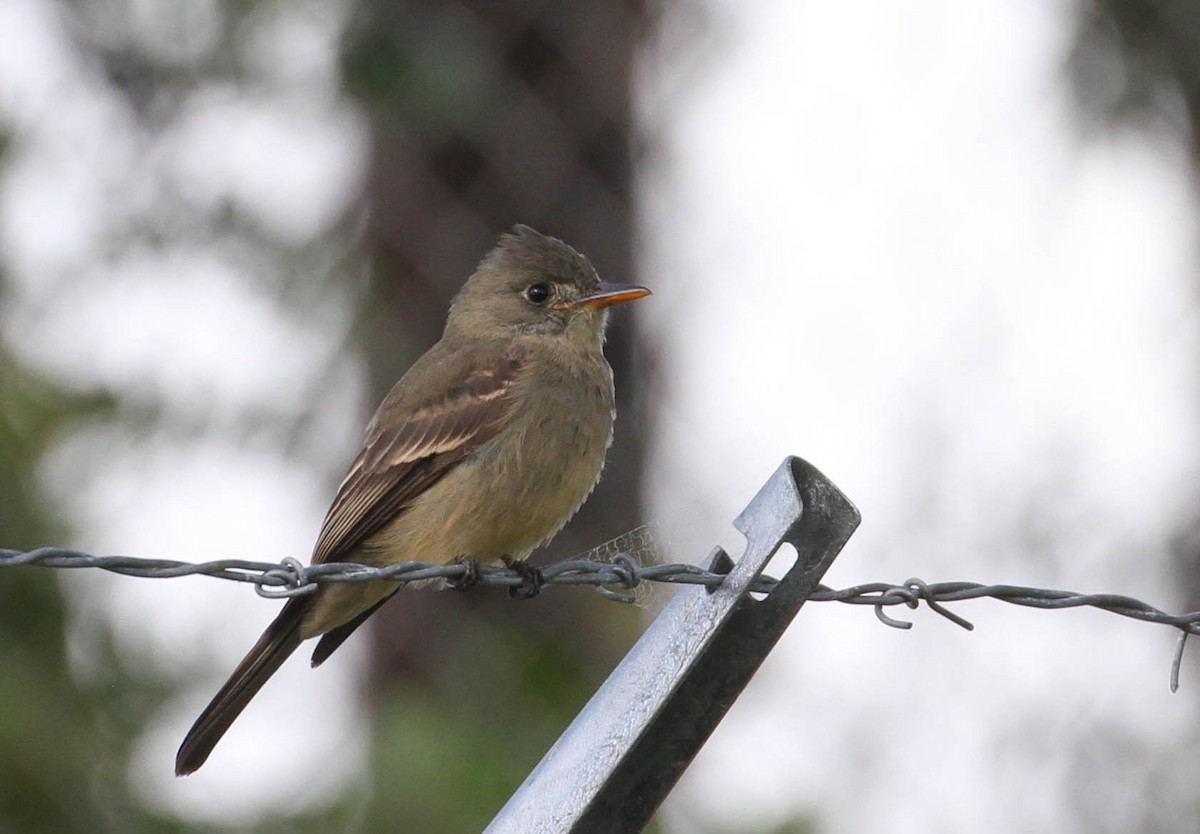 Greater Pewee - Tracy Drake