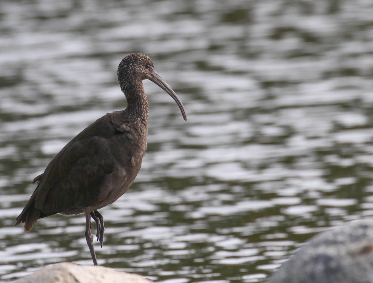 White-faced Ibis - Tracy Drake