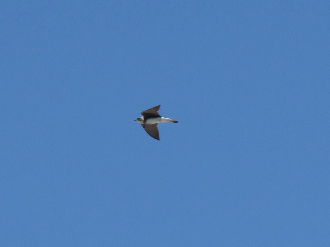 Brown-chested Martin - ML192183941